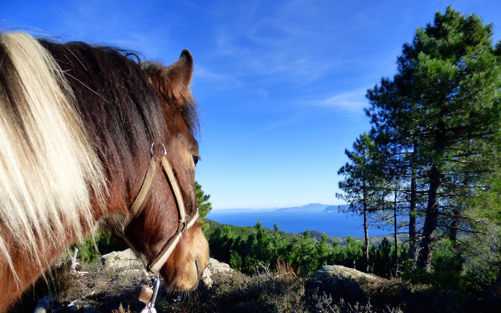 Séjour en chambre et activités à cheval